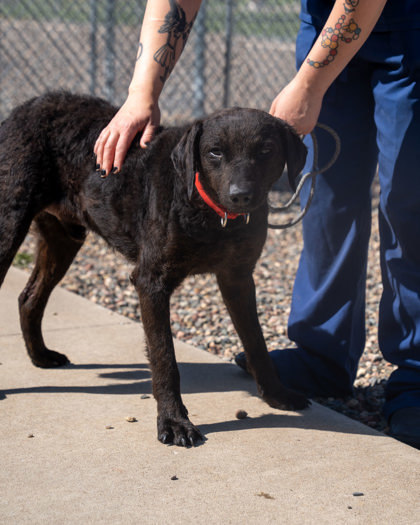 Fisher, an adoptable Curly-Coated Retriever, Mixed Breed in Pequot Lakes, MN, 56472 | Photo Image 3