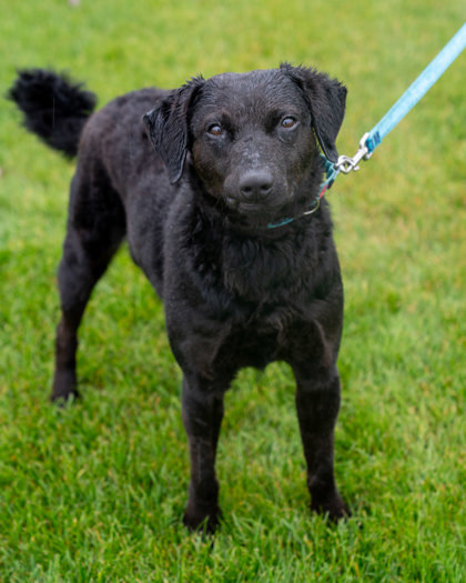 Fisher, an adoptable Curly-Coated Retriever, Mixed Breed in Pequot Lakes, MN, 56472 | Photo Image 3