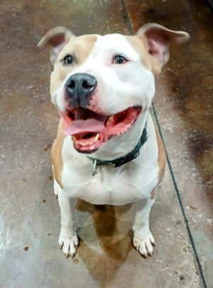 Thor, Adult Male Pit Bull Terrier