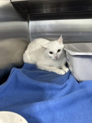 Pip, an adoptable Domestic Short Hair in Rhinelander, WI, 54501 | Photo Image 1