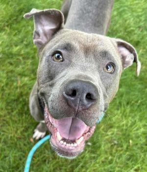 Gator, Adult Male Pit Bull Terrier