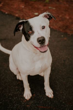 25-05-1315 Noel, Adult Female American Bulldog