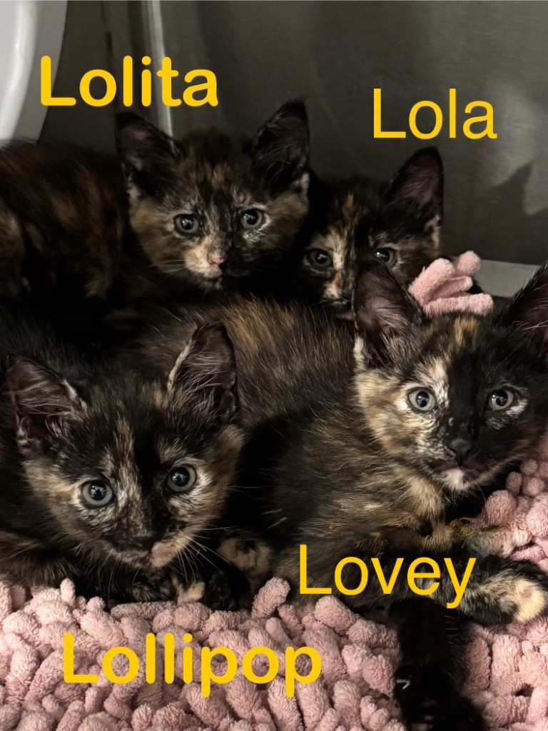 Lolita 25