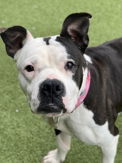 Betty Moo(in foster)
