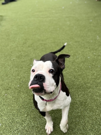 Betty Moo(in foster)