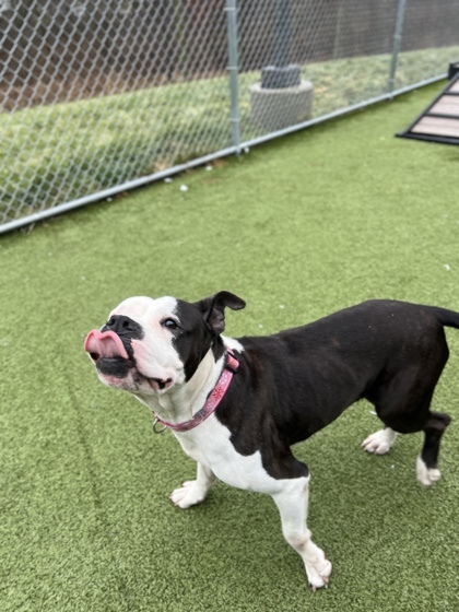 Betty Moo(in foster)