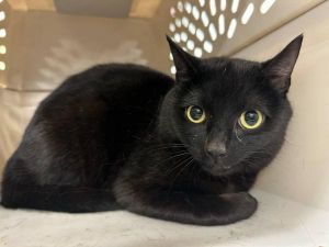Firefly, Adult Female Domestic Short Hair
