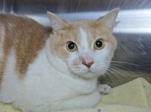 Simba, Adult Male unknown