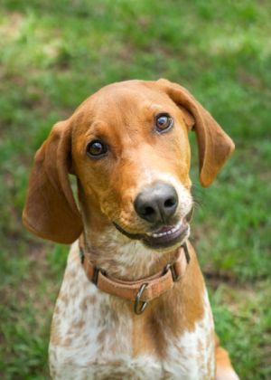 Looking for a fun-loving pup with classic hound charm Say hello to BeagleJuice-a sweet silly and 