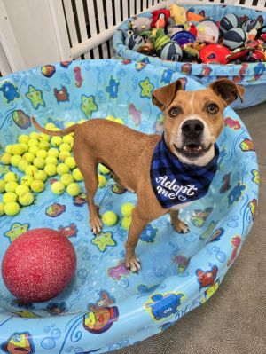 Motley Dixon, Adult Male Pit Bull Terrier