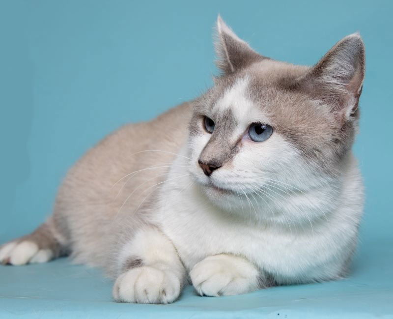 Chanel & Pierre - BONDED PAIR, an adoptable Balinese in Herndon, VA, 20172 | Photo Image 1