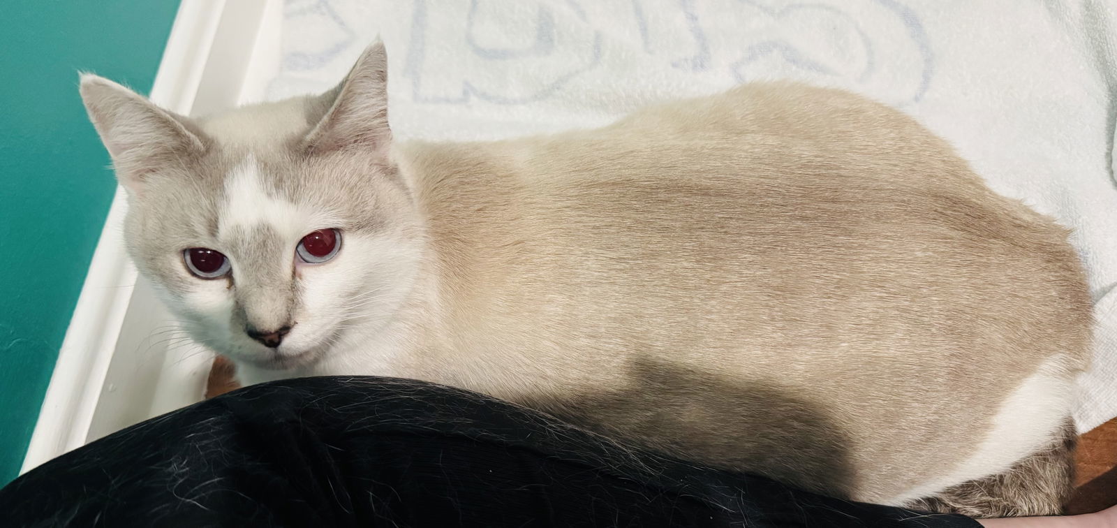 Chanel & Pierre - BONDED PAIR