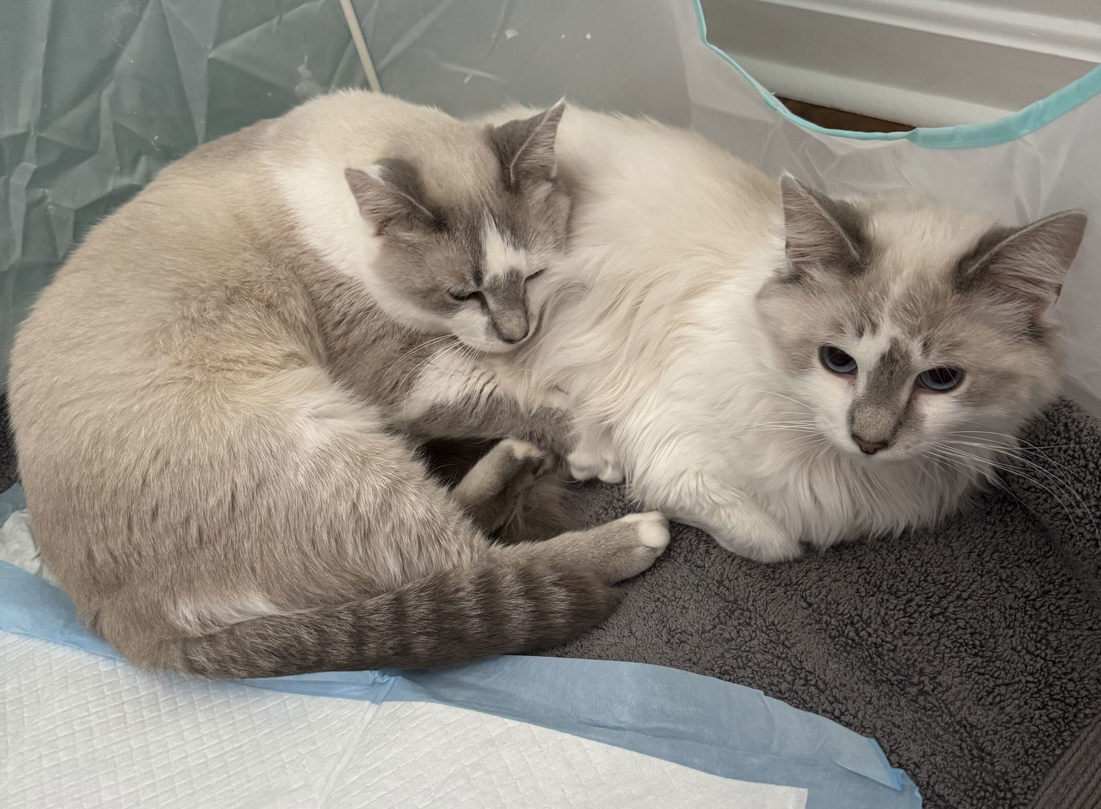 Chanel & Pierre - BONDED PAIR, an adoptable Balinese in Herndon, VA, 20172 | Photo Image 3