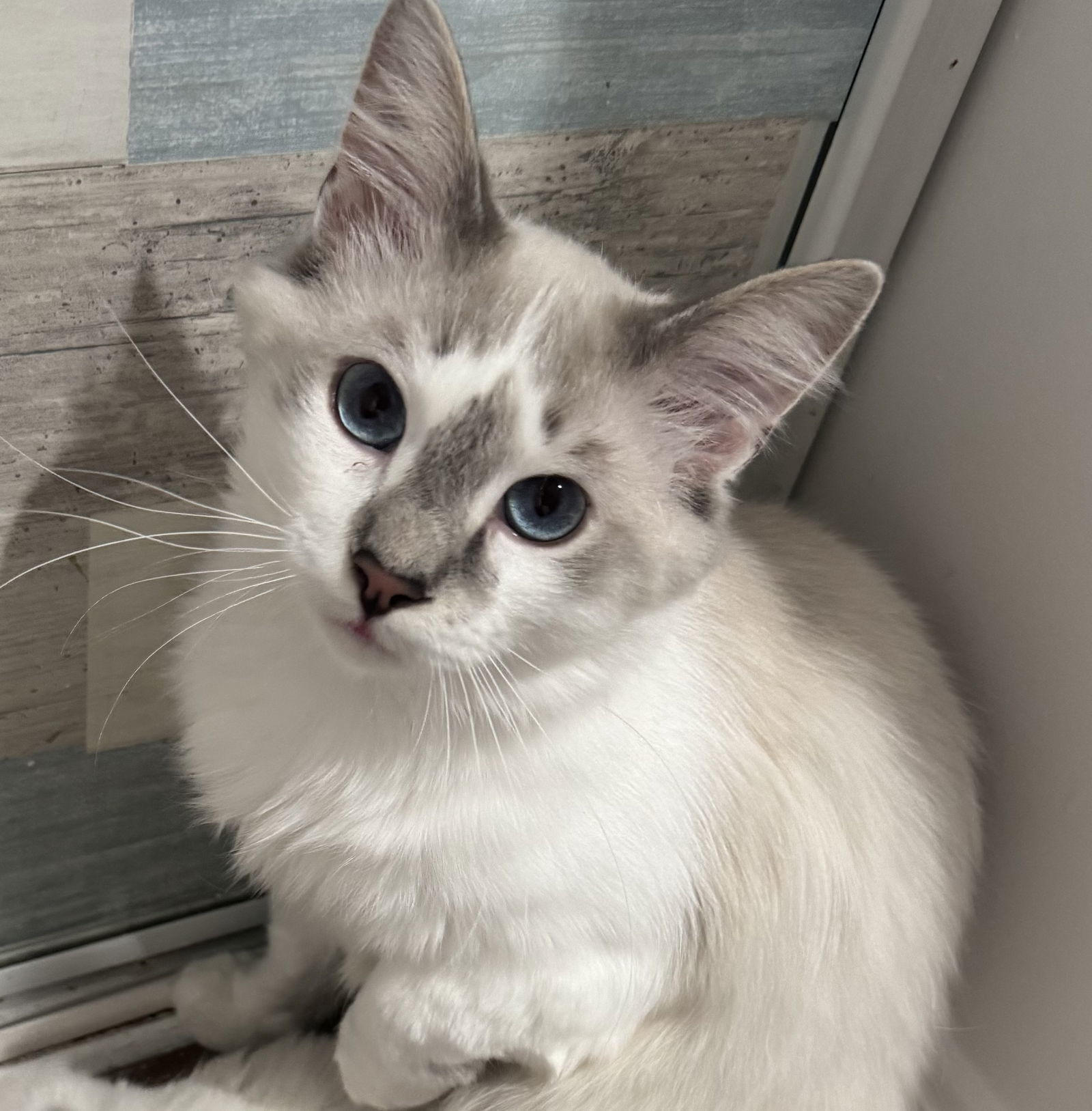 Pierre & Chanel - BONDED PAIR