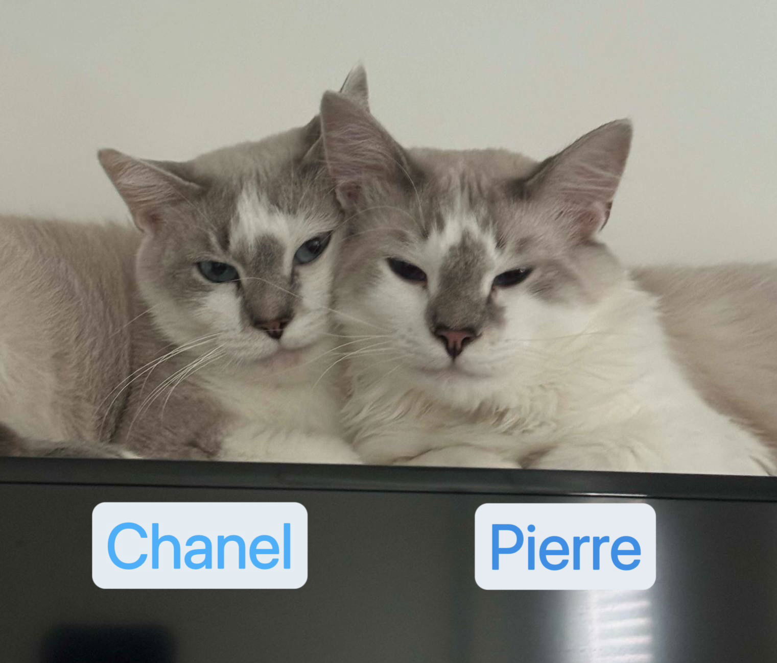Pierre & Chanel - BONDED PAIR, an adoptable Balinese in Herndon, VA, 20172 | Photo Image 1