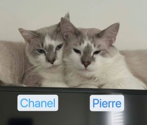 Pierre &amp; Chanel - BONDED PAIR, Adult Male Balinese