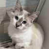 Pierre &amp; Chanel - BONDED PAIR photo 2