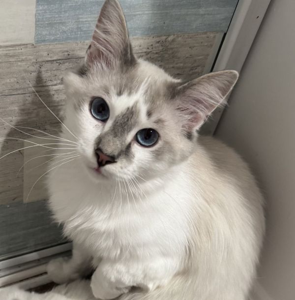 Pierre &amp; Chanel  thumbnail 2