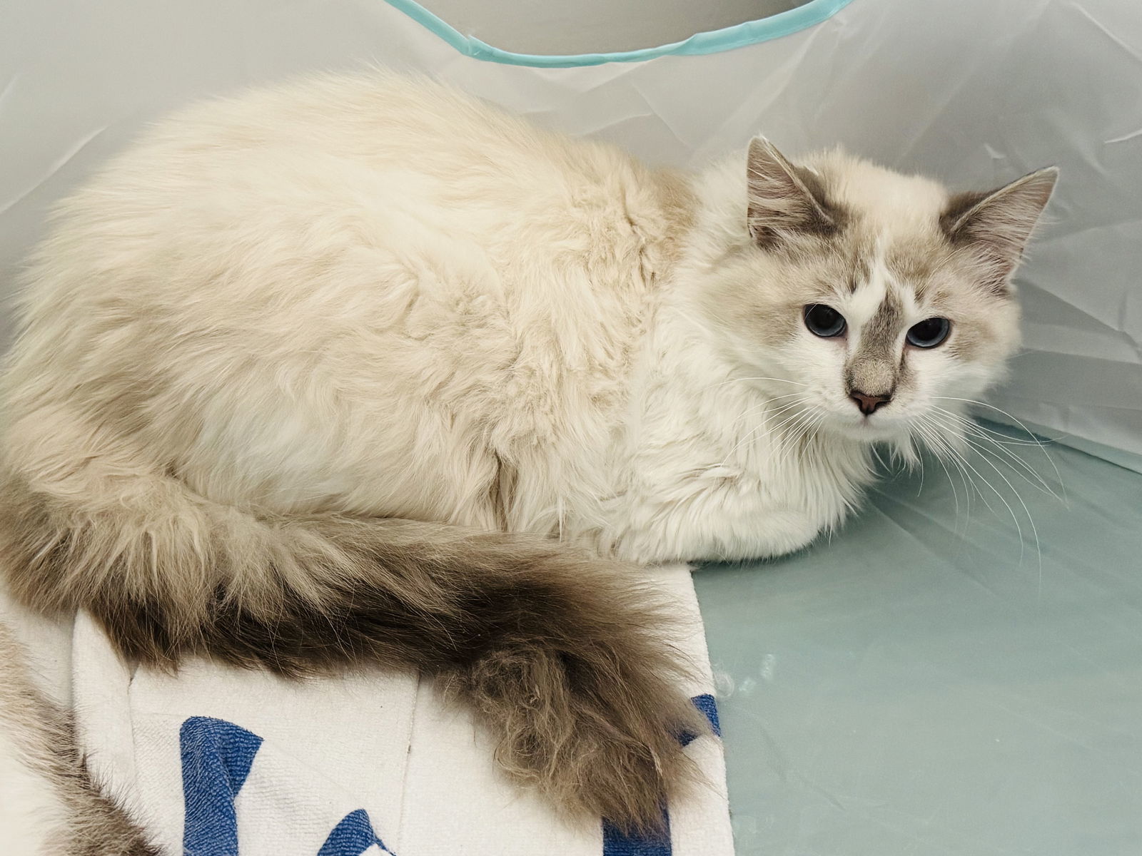 Pierre & Chanel - BONDED PAIR, an adoptable Balinese in Herndon, VA, 20172 | Photo Image 3