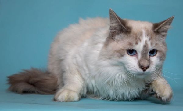 Pierre &amp; Chanel  thumbnail 3