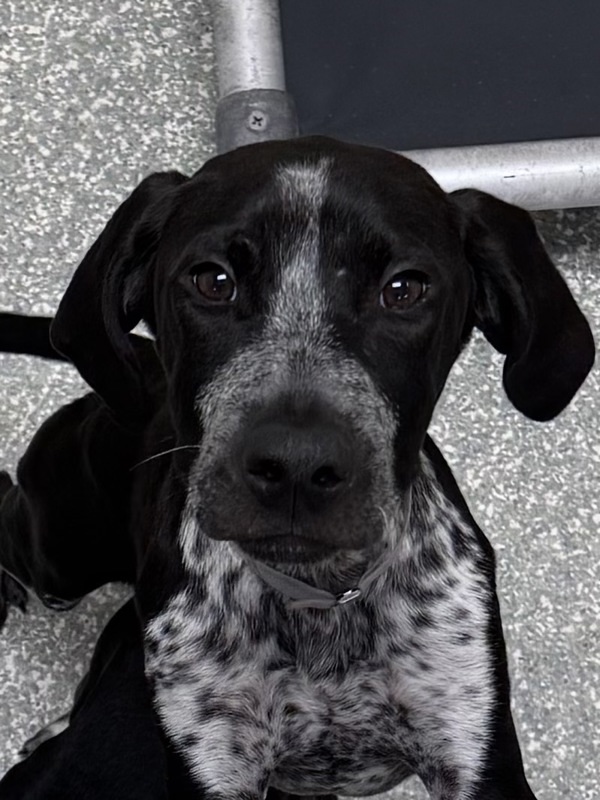 Cassius
