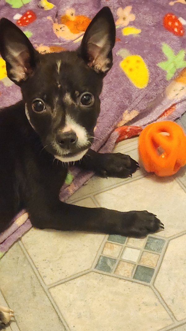 Toby