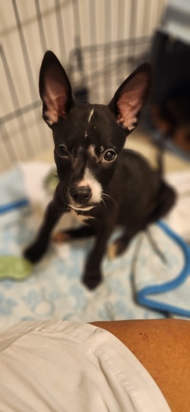Toby