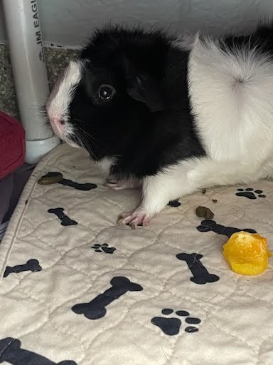 Oreo