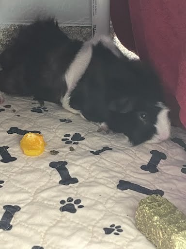 Oreo