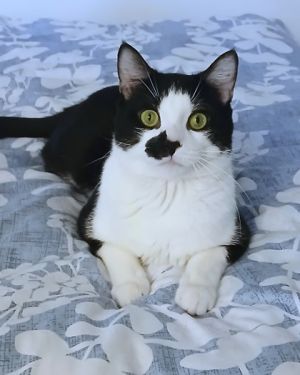 Robin, Adult Male Domestic Short Hair