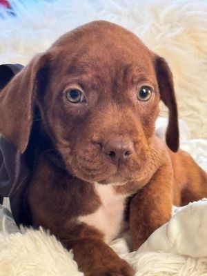 Smore, Baby Male Spaniel
