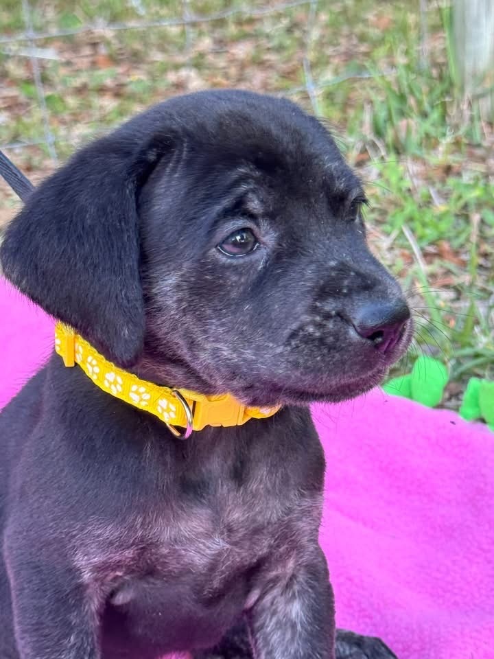Lulu