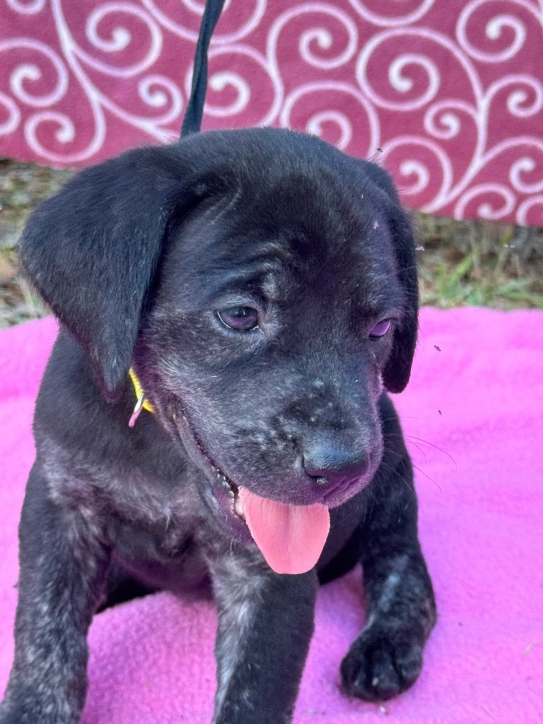 Lulu