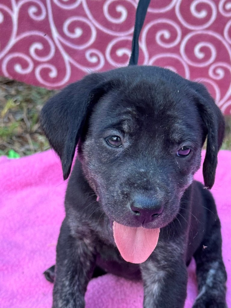 Lulu