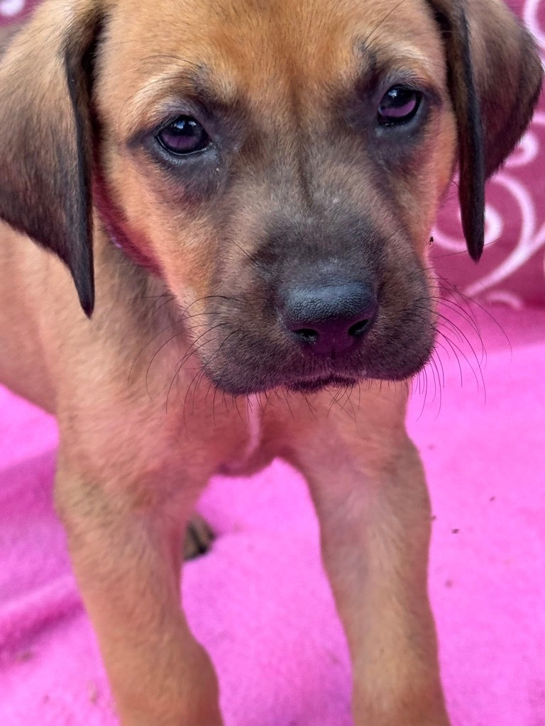 Cora Belle