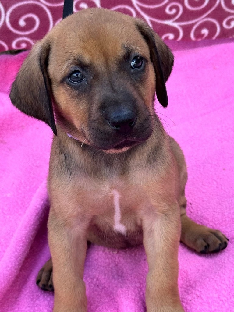 Cora Belle