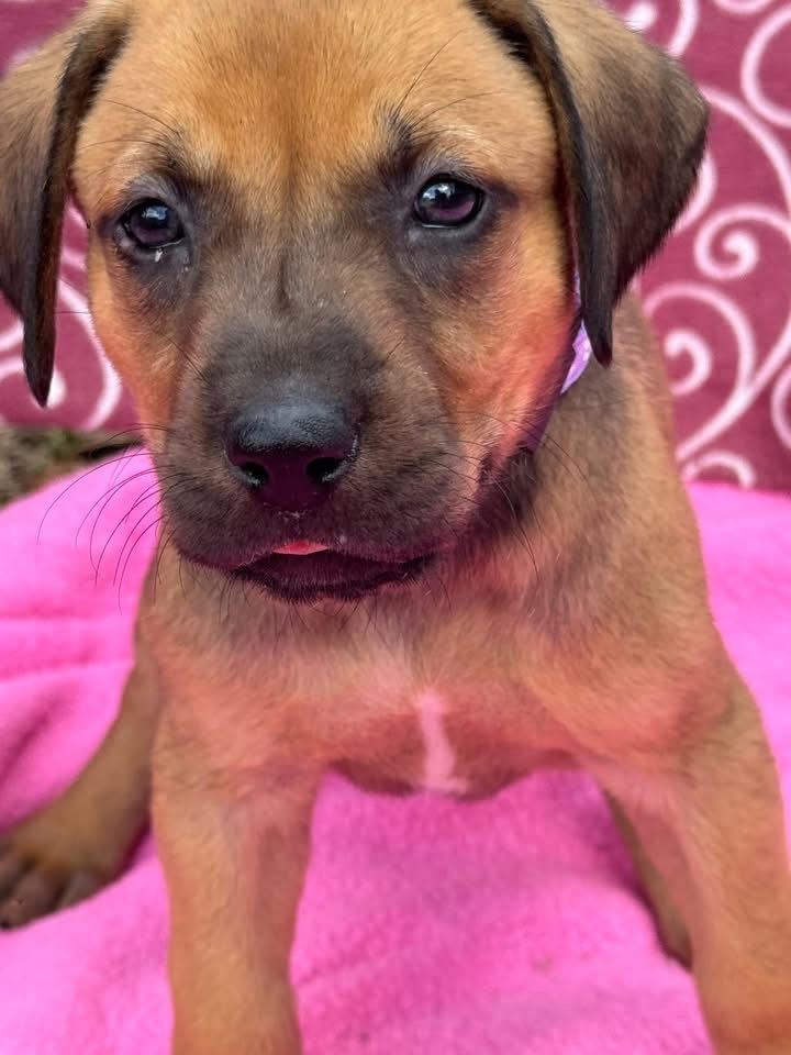 Cora Belle