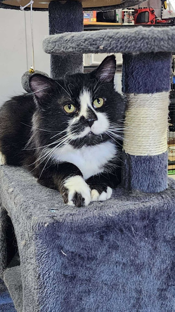 Boots, an adoptable Domestic Long Hair in Cloquet, MN, 55720 | Photo Image 1