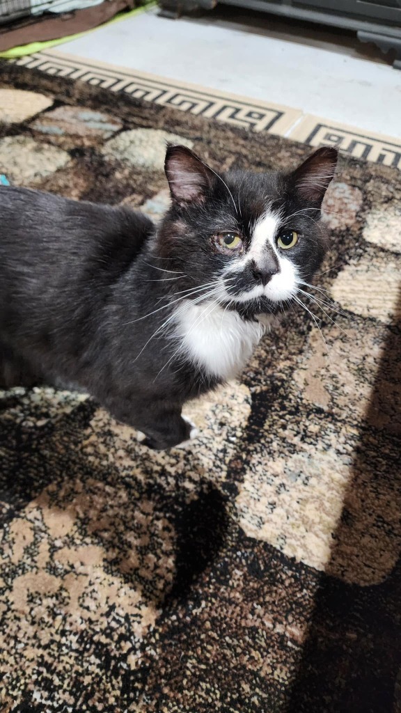 Boots, an adoptable Domestic Long Hair in Cloquet, MN, 55720 | Photo Image 2