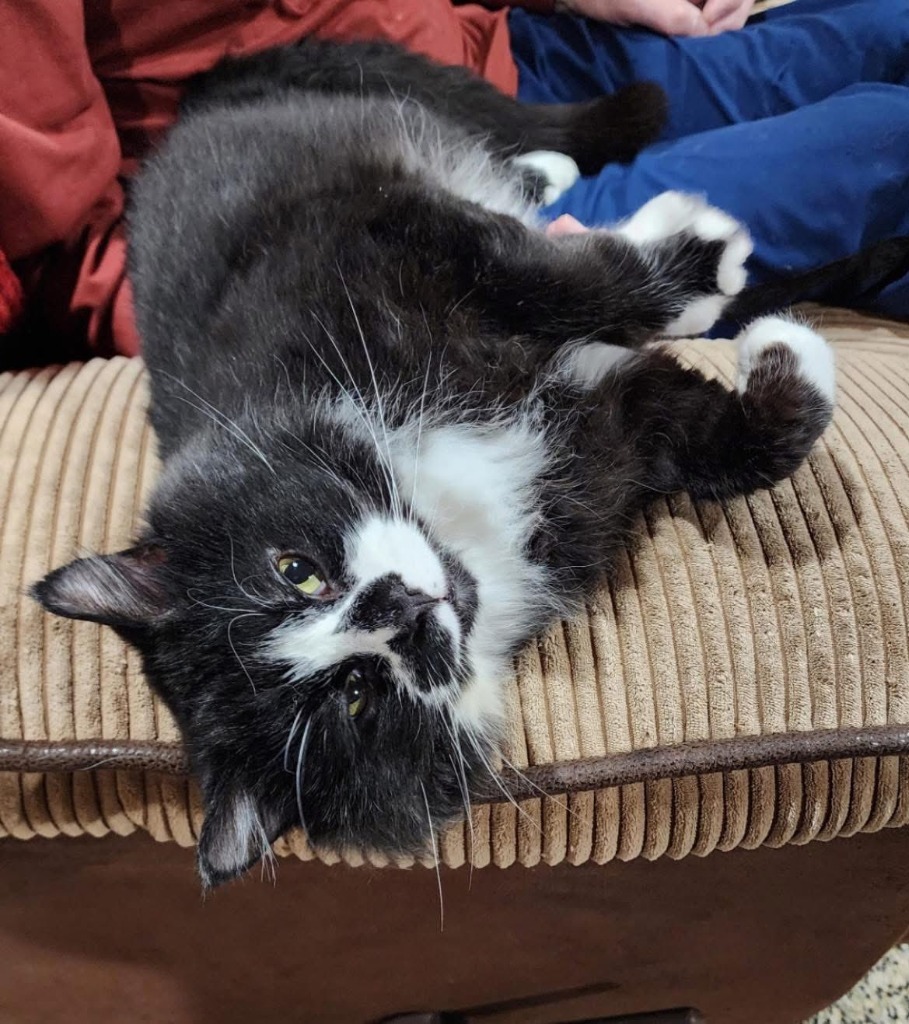 Boots, an adoptable Domestic Long Hair in Cloquet, MN, 55720 | Photo Image 3