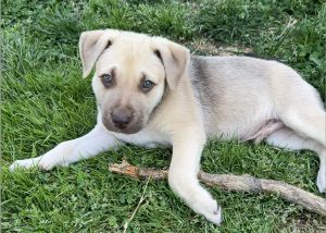 Murphy, Young Male Terrier
