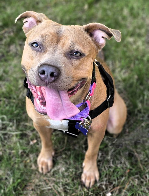 Tala