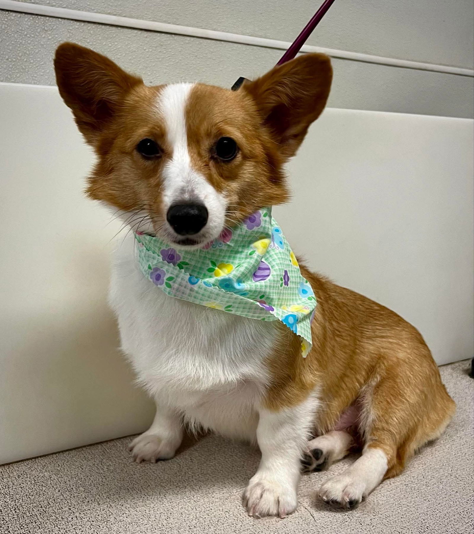 Princess, an adoptable Corgi in Brandon, SD, 57005 | Photo Image 1
