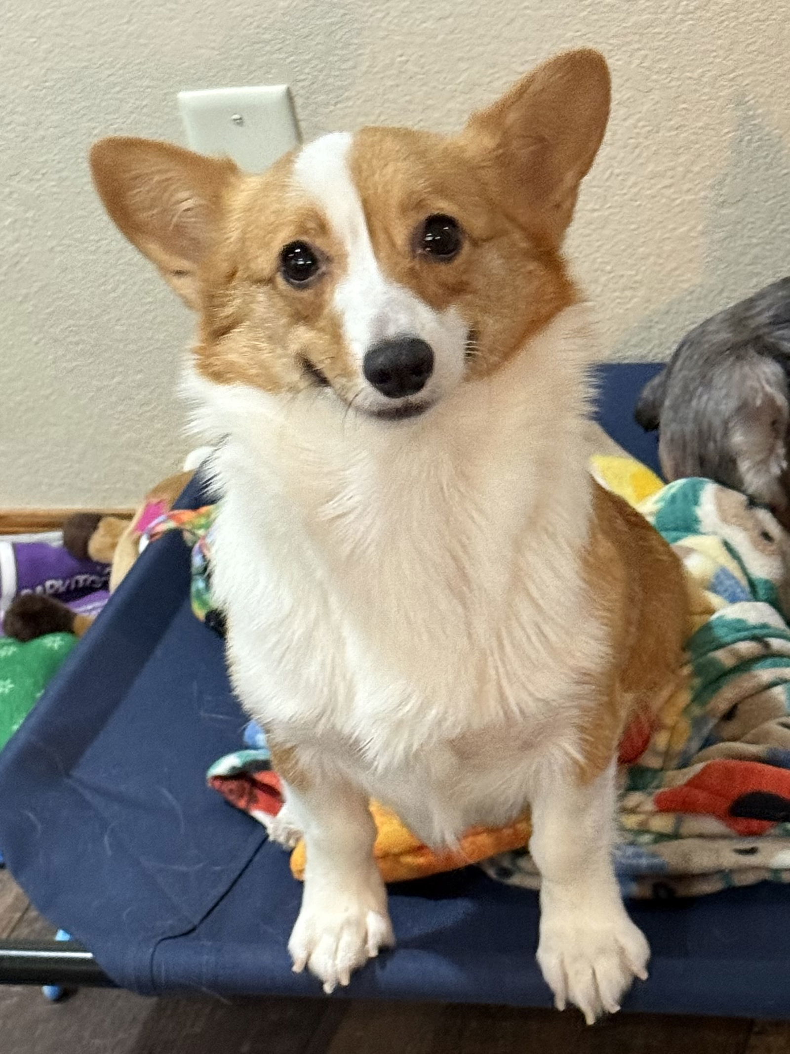 Princess, an adoptable Corgi in Brandon, SD, 57005 | Photo Image 2