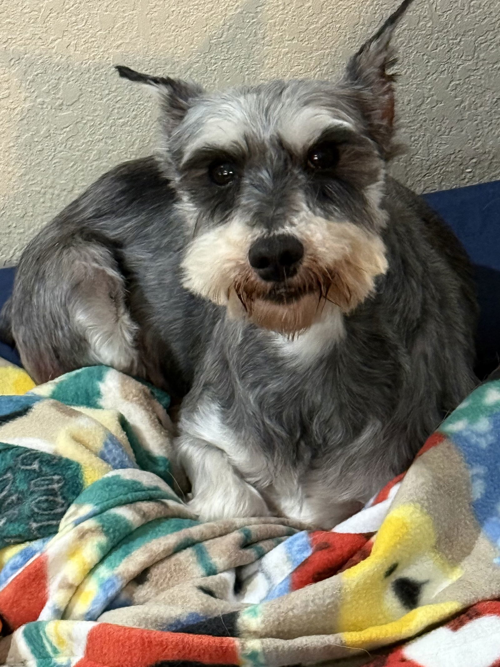 Gretchen, an adoptable Schnauzer in Brandon, SD, 57005 | Photo Image 1