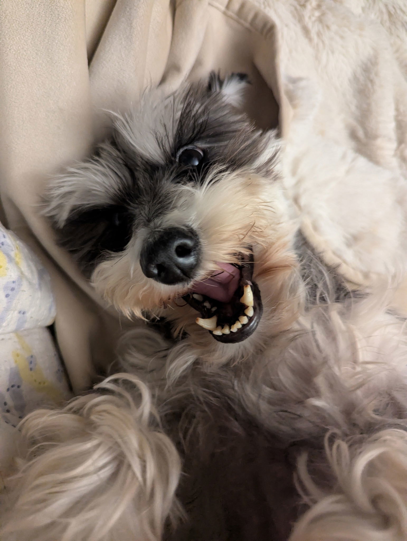 Gretchen, an adoptable Schnauzer in Brandon, SD, 57005 | Photo Image 1
