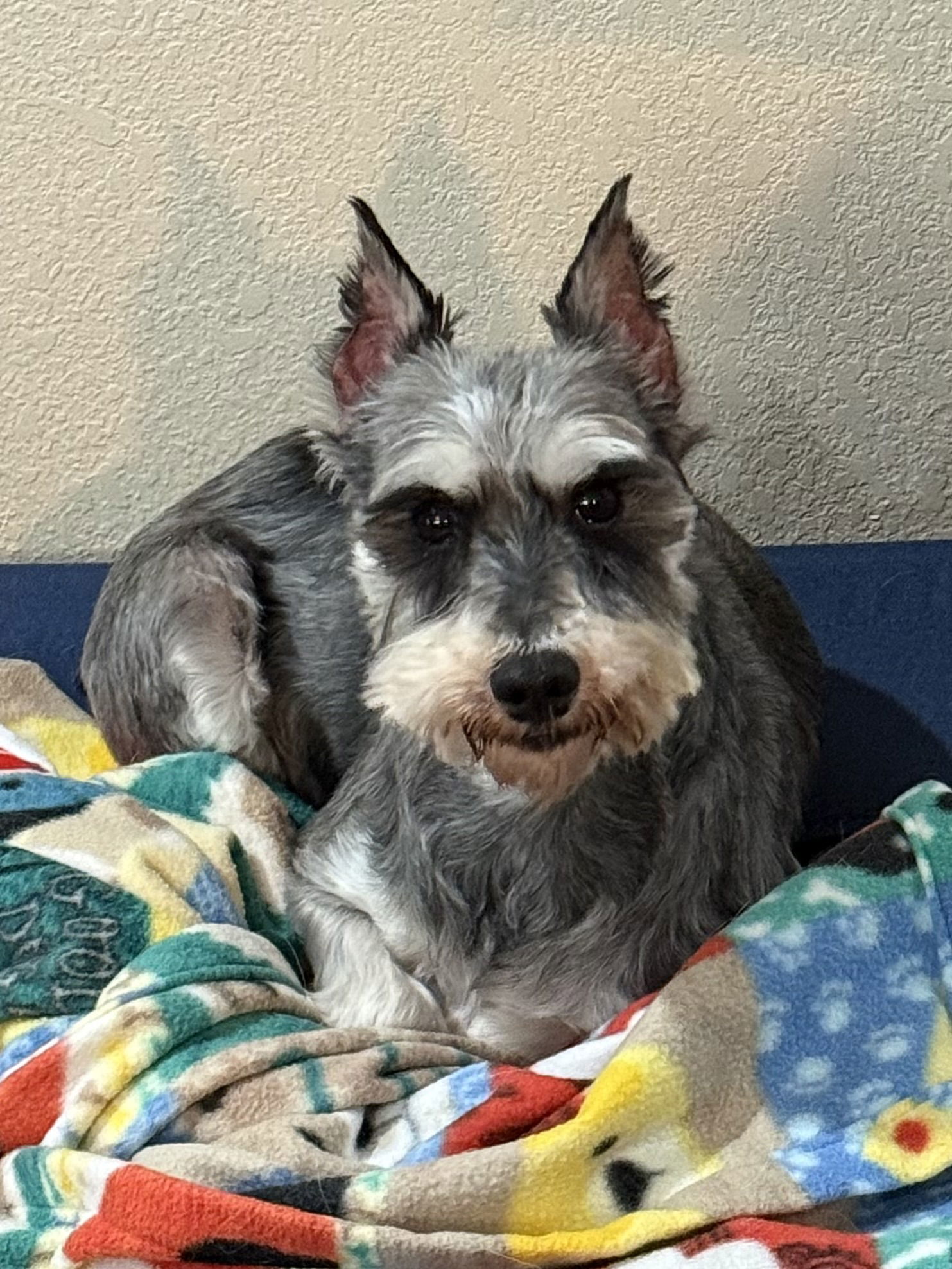 Gretchen, an adoptable Schnauzer in Brandon, SD, 57005 | Photo Image 2