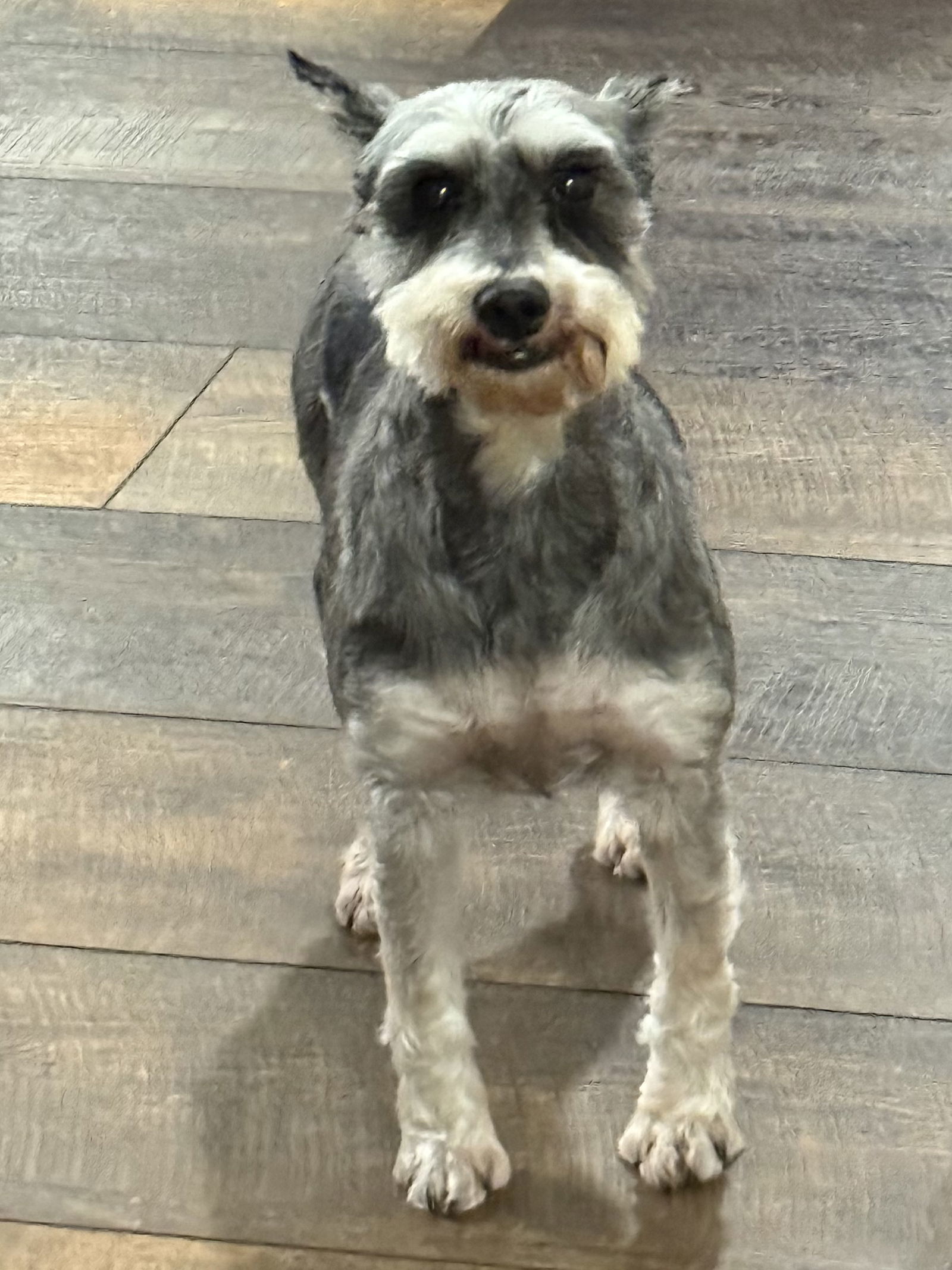 Gretchen, an adoptable Schnauzer in Brandon, SD, 57005 | Photo Image 3