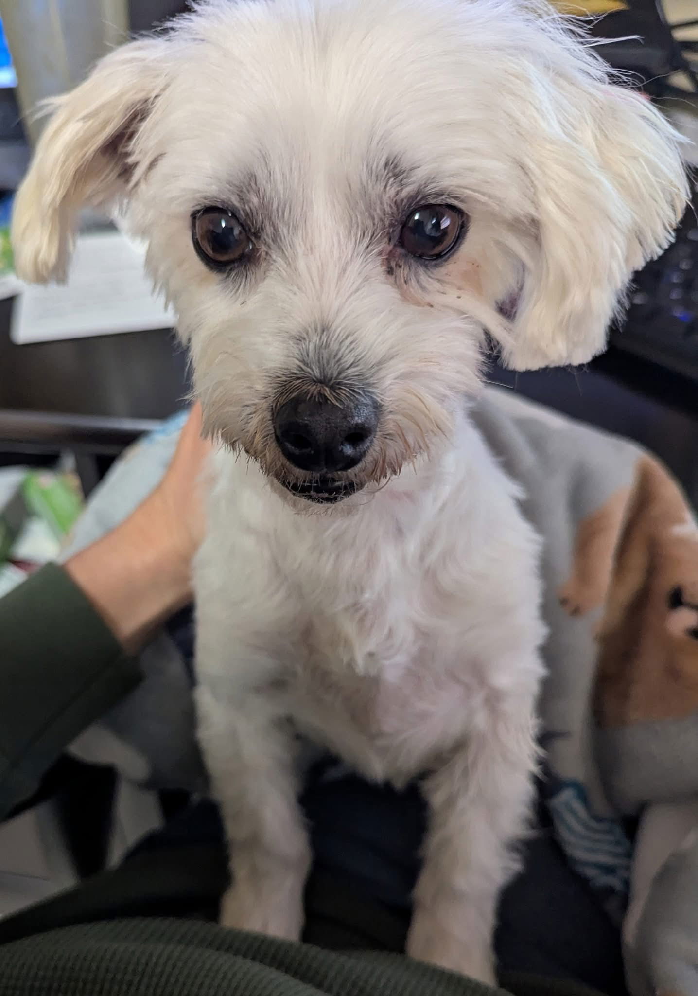 Macy, an adoptable Maltese in Brandon, SD, 57005 | Photo Image 1