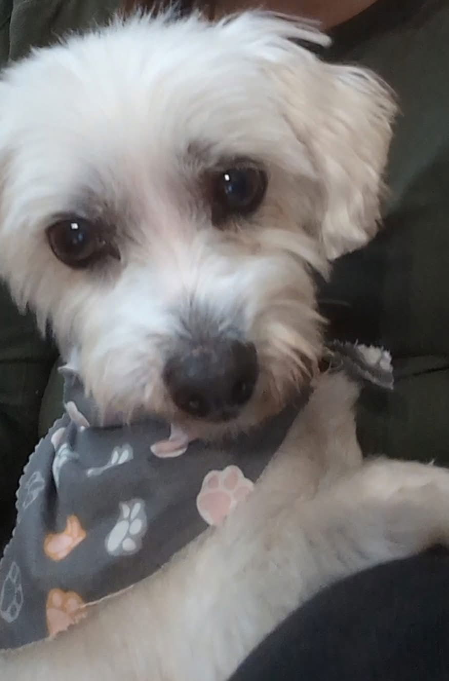 Macy, an adoptable Maltese in Brandon, SD, 57005 | Photo Image 2